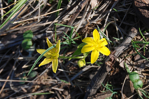Picture of Common Goldstar, a spring wildflower seen while hiking in the Missouri Ozarks.