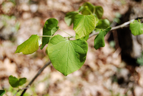 New green leaves of the Redbud tree, Cercis canadensis, taken at Piney Creek Wilderness in Missouri