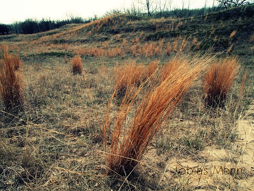 Wind Brushed Prairie by tobias s. mann