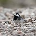 20120610_pied_wagtail_9701