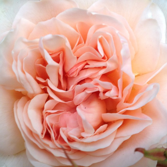 rose, unfolding.