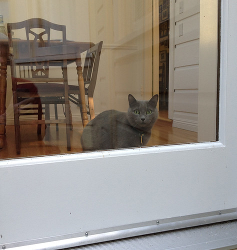 Morty looks out back door.jpg