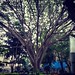 Mother nature is also part of the exhibition #tree #museum #nature #india #bangalore #igindia #raintree