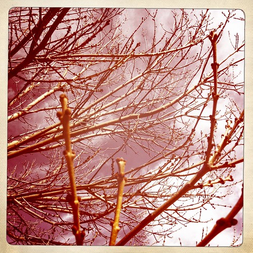 Bare branches. Day 188/366.