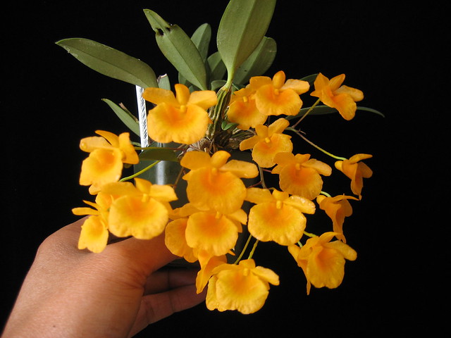 Dendrobium aggregatum x jenkinsii