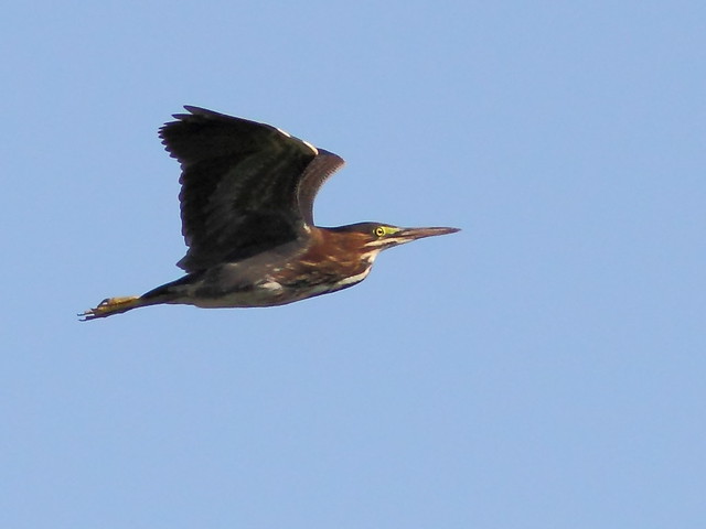 Green Heron in flight 2-20120717