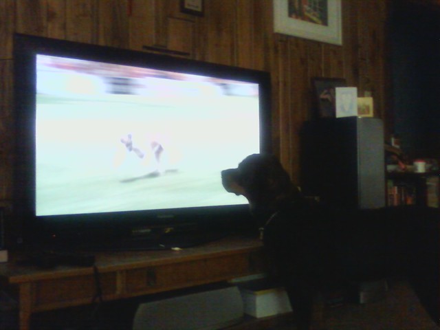 Lexy watching Incredible Dog Challenge