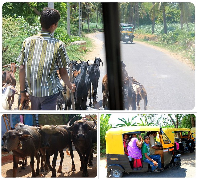 Streets in India with goats buffalos tuktuks