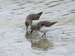 Scolopacidae - Sandpipers and Allies