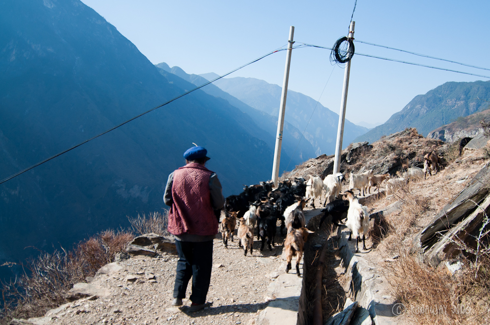Goat traffic at Tiger Leaping Gorge