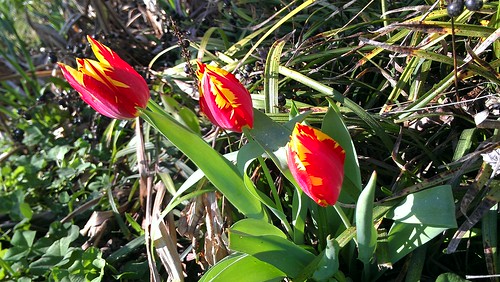 Tulips from my front flower bed