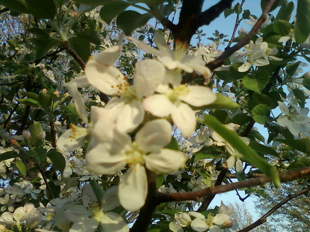 Blurry Apple Blossoms