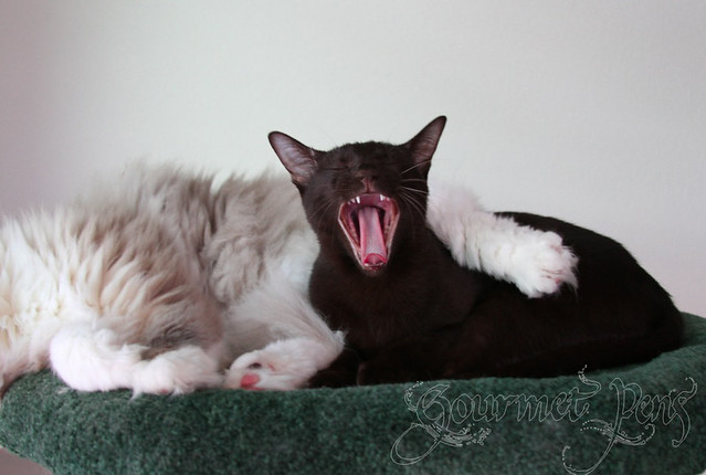 Ellie's Big Yawn
