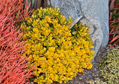 Euphorbia tirucalli 'Sticks on Fire' and Crassula ovata 'Sunset Jade' by plantmanbuckner