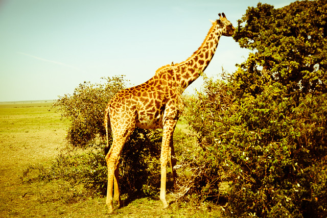 Giraffes (10)