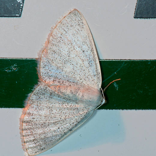 ウスフタスジシロエダシャク Lomographa subspersata