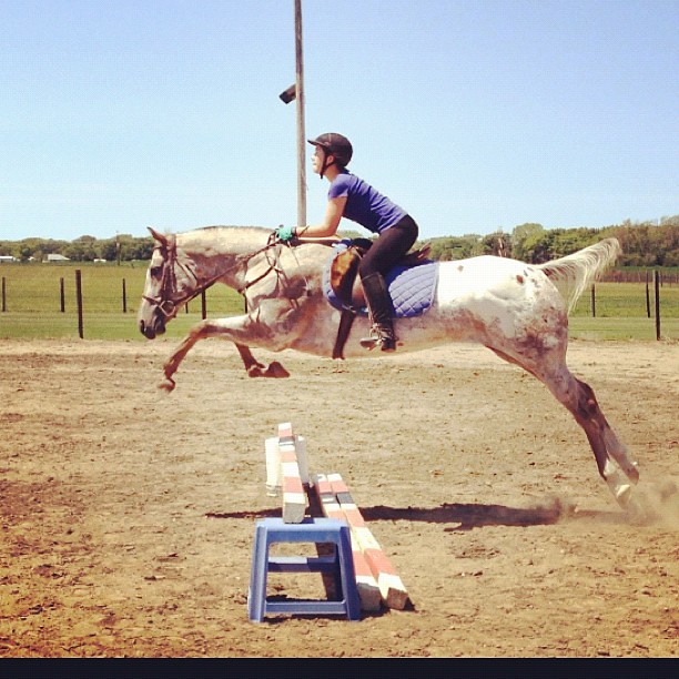 Take Flight #horse #jump
