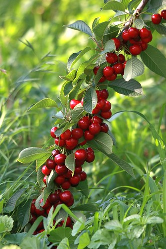 cherries-laden