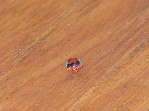 Tiny bug on the table