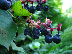 Shriveled Salal Berries