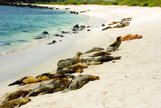 sleeping with sea lions in galapagos islands