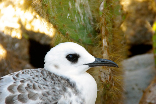 Juvenile Swallow-tailed Gull in Galapagos