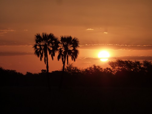 Mozambique tree sunset