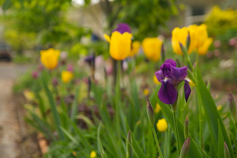 purple iris yellow tulip  1578