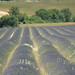 Lavender in La Haute Provence
