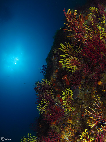 Pota del Llop - Islas Medas - gorgonias
