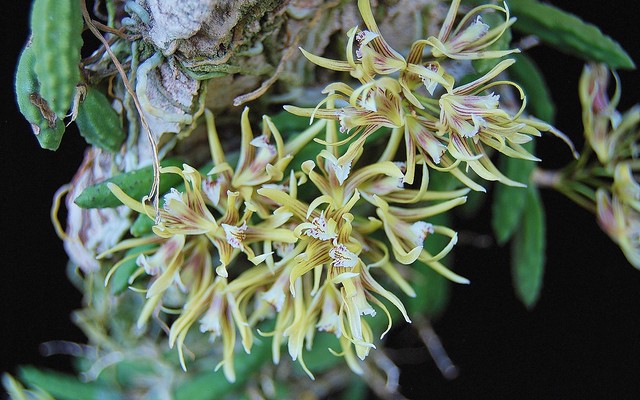 Dockrillia cucumerina flowers