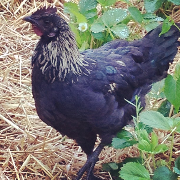 motley rooster