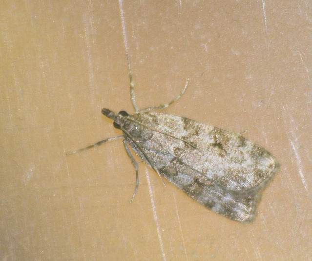 Scoparia-Eudonia sp micro moth DSC_4096