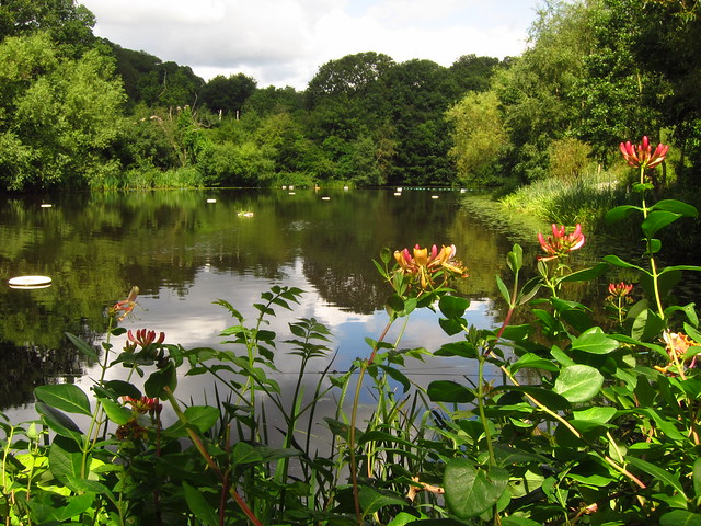 The Ladies' Pond, Hampstead Heath