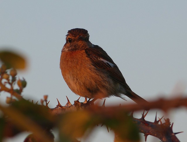 27611 - Stonechat at Sunset, Gower