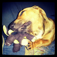 Booth chomping on his new bunny #adoptdontshop #foster #puppy #dogs #dogtoy