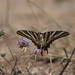 Papilio machaon, "cola de golondrina"
