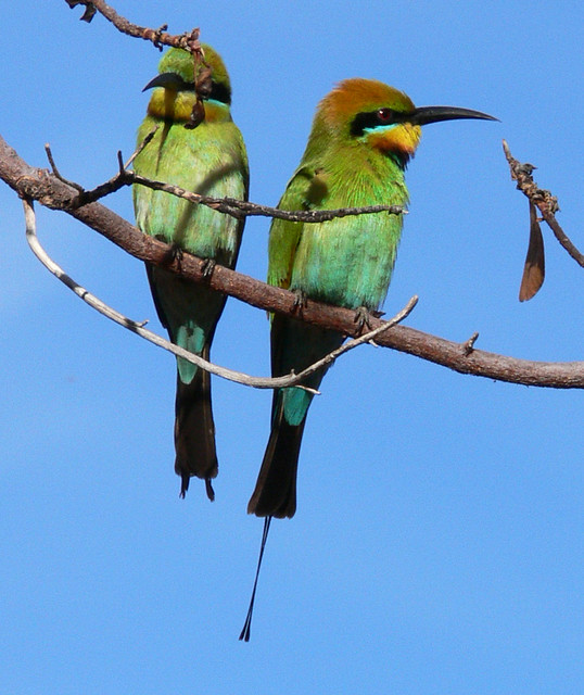 Rainbow Bee Eaters - Kakadu National Park, Northern Territory, Australia
