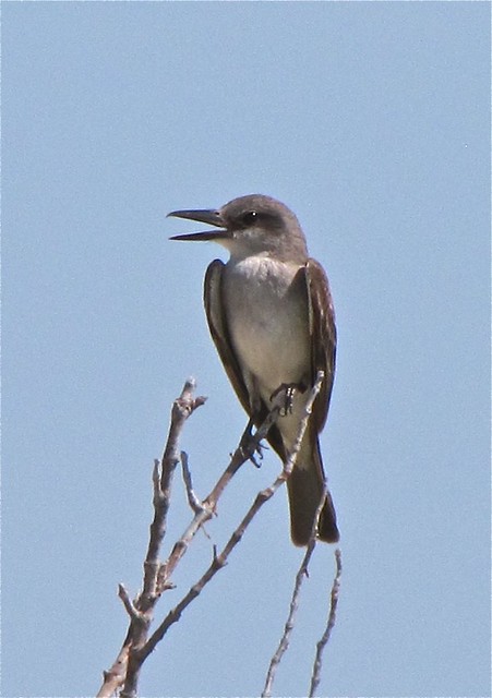 Gray Kingbird at Honeymoon Island State Park in Pinellas County, FL 05