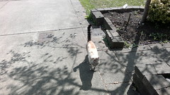 This cat greets me everytime I walk by