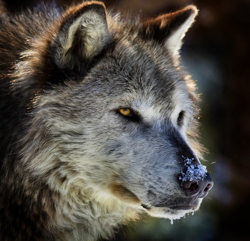 Wolf Portrait by doublejwebers