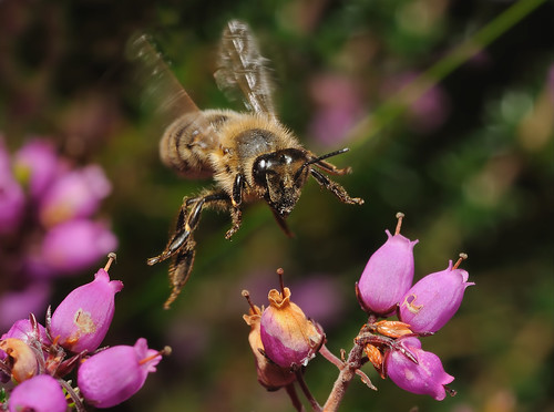 Bee in flight on Heather by Andy Pritchard - Barrowford