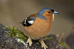 Wild birds at Longleat, 2015 - 2016