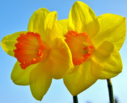 Narcissen of paasbloemen - Daffodils (3)