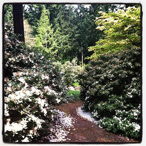 Walking through Rhododendron Gardens with the kids today.