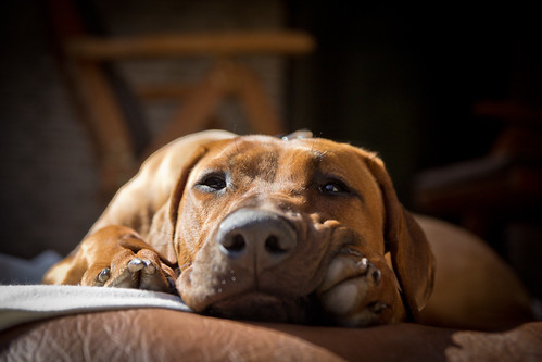 無料写真素材|動物|犬・イヌ|ローデシアン・リッジバック