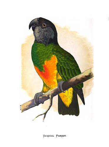 015-Parrots in captivity-1884- William Thomas Greene