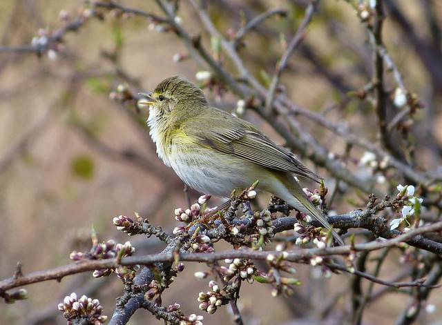 27018 - Willow Warbler, Isle of Mull