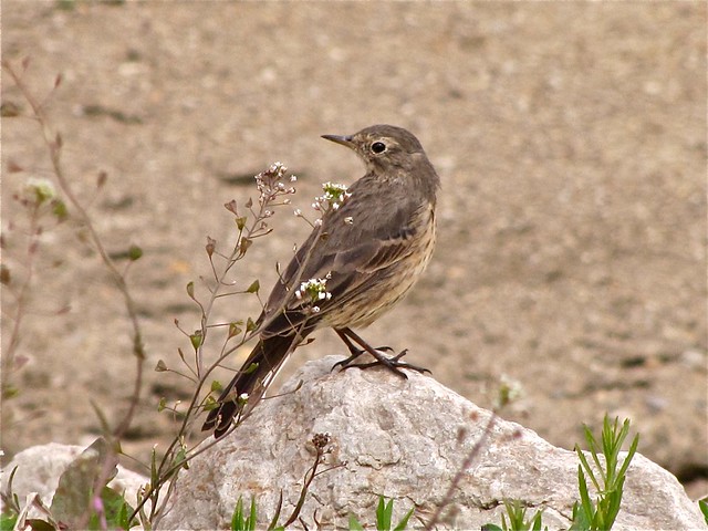 American Pipit at Gridley Wastewater Treatment Ponds 19