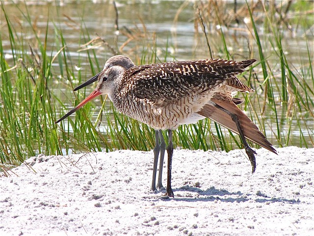 Marbled Godwit and Willet at Fort DeSoto in Pinellas County, FL